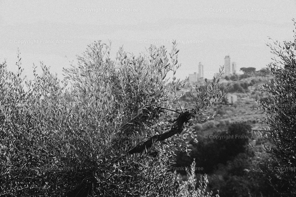 San Gimignano | Blick zwischen Olivenbäumen auf die Altstadt von San Gimignano. Vintage Fotografie aus der Toskana in schwarz weiß. - Realisiert mit Pictrs.com