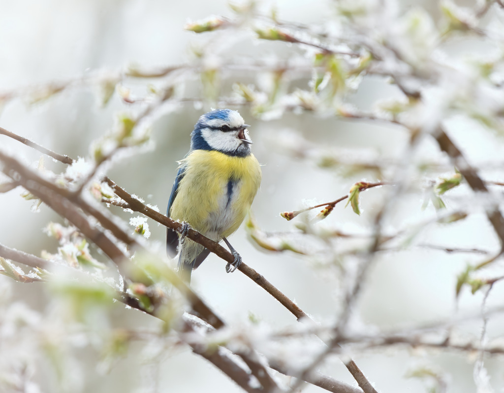 DSC00750-DeNoiseAI-raw | die schönsten Bilder aus Wald und Wiese, sowie Streifzüge durch den Garten mit der gesamten Blumen & Insektenwelt.   - Realisiert mit Pictrs.com
