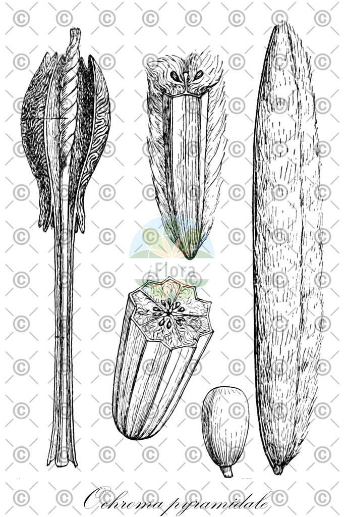HistAbb_wfo-0000253100_1_ENZY_Simple | Historische Abbildung von Ochroma pyramidale - Malvaceae (Balsabaum) | Historical Illustration of Ochroma pyramidale - Malvaceae