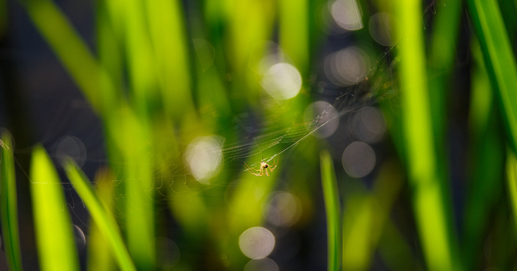 Spinne im Netz | Rauchwart, Austria - June 16, 2012: Spinne im Netz. - Realisiert mit Pictrs.com