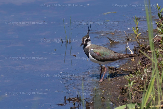 201731 | Tierfotografie, Tierkalender, Tierbilder, Insekten, Spinnen, Vögel, Schmetterling, Libellen, Leinwand, Colorkey, Qualität, Geschenkartikel, Geschenk - Realisiert mit Pictrs.com