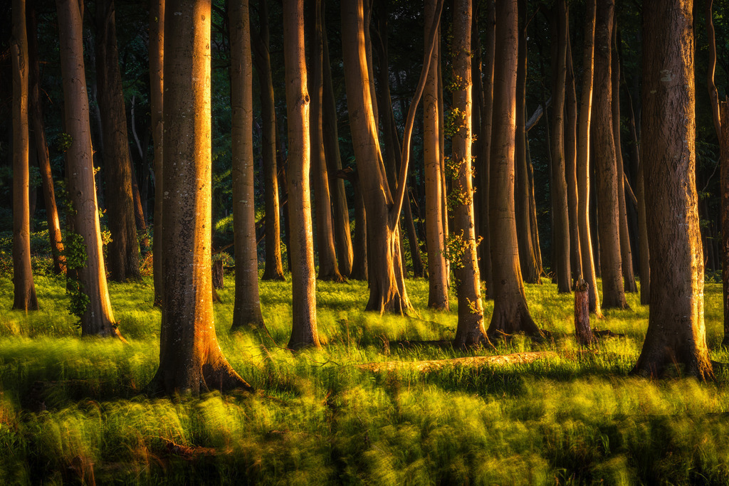 Wald im Wind | Wandbilder - Florian Läufer - Realisiert mit Pictrs.com