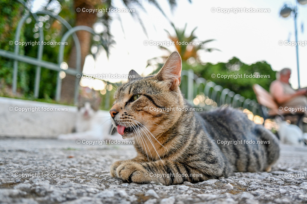 Kroatien_ Supetar_ Brac_ 03.08.2023-41 | 03.08.2023, Kroatien, HRV, Brač, Insel in Dalmatien, Supetar im Bild streunende Katzen 
