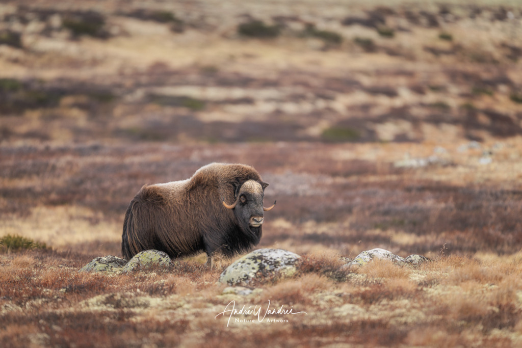 Zeitlose Kraft | Andre Wandrei - Nature Artworx - Realisiert mit Pictrs.com