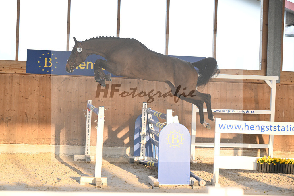 Kat-Nr. 39 Cleo Clash Z v. Cero Blue TN_Pobitzer_14261012 | hf-fotografie - Realisiert mit Pictrs.com