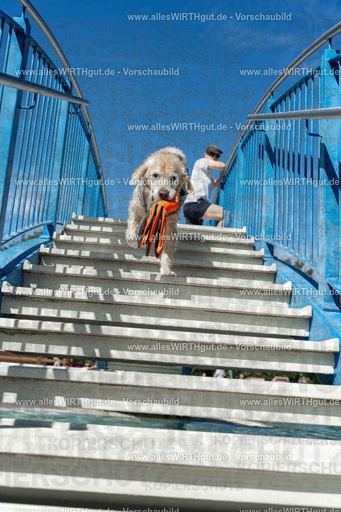 Hundeschwimmen_Volksbad_2026-allesWIRTHgut_Tierfotografie-2609061302-121254-7R500428 | Professionelle Tierfotografie in Mönchengladbach von Daniel Wirth (allesWIRTHgut). Liebevolle & natürliche Bilder von Hunden & Katzen für unvergessliche Erinnerungen.