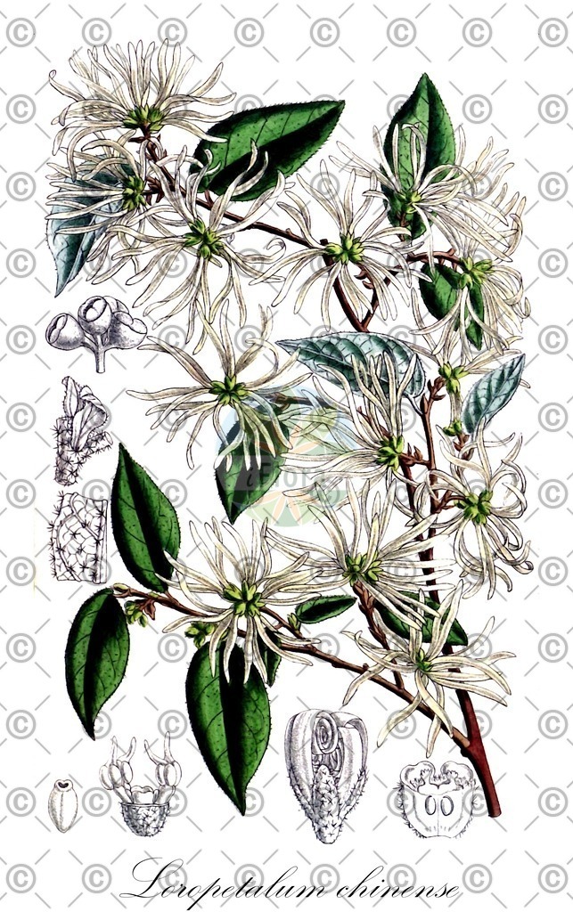HistAbb_wfo-0000878694_1_ENZY_Simple | Historische Abbildung von Loropetalum chinense - Hamamelidaceae | Historical Illustration of Loropetalum chinense - Hamamelidaceae