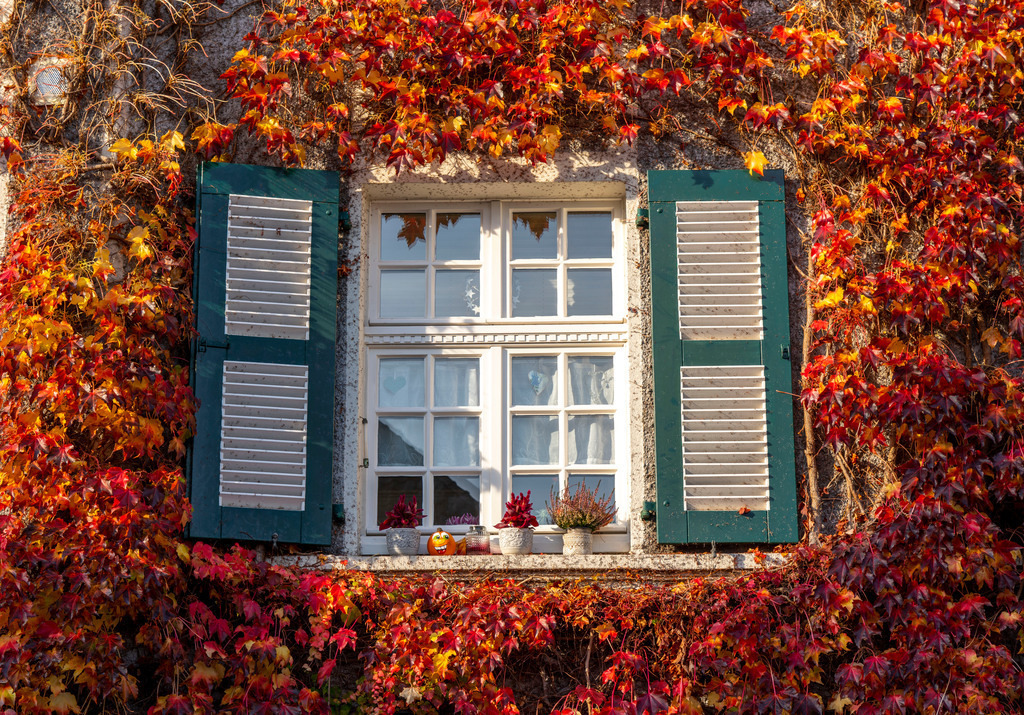 JT-201114 | Efeu Fassaden in Siedlung Margarethenhöhe, im Herbst, unter Denkmalschutz stehende Gartenstadt Siedlung, gebaut von 1906 bis 1938,  Essen, Deutschland - Realisiert mit Pictrs.com