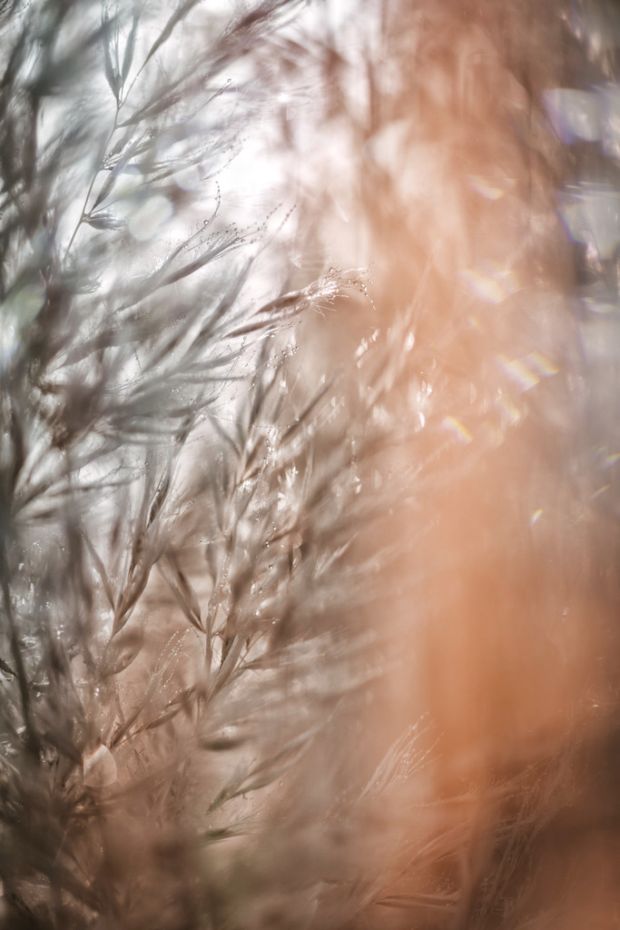 makro_pampas | Du suchst natürliche und atmosphärische Prints oder Leinwanddrucke? In diesem Shop gibt es alles, nur kein Mainstream. - Realisiert mit Pictrs.com