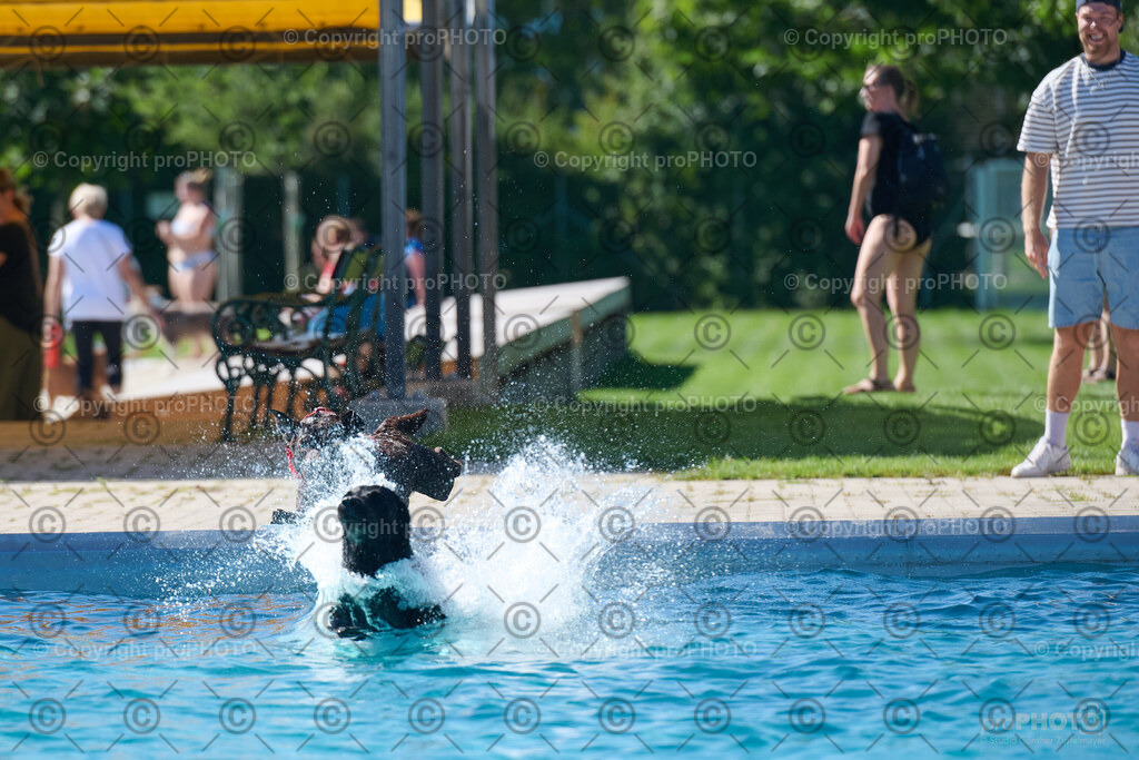 133_202509_4Hundebadetag_NZ9_2537 | proPHOTO - Realisiert mit Pictrs.com