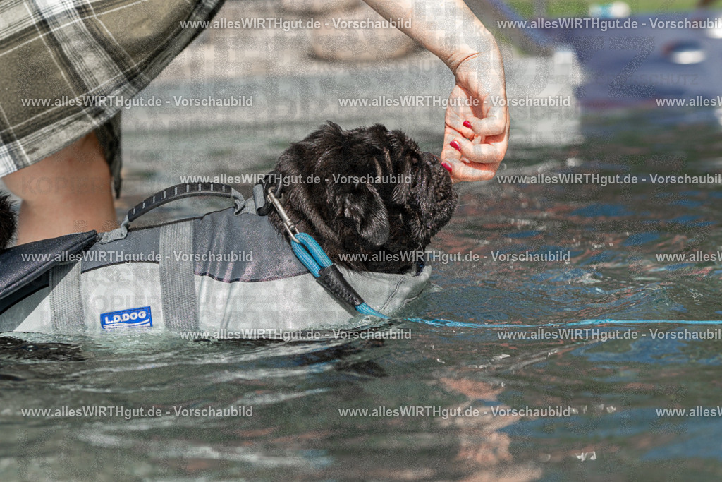 Hundeschwimmen_Volksbad_2026-allesWIRTHgut_Tierfotografie-2609061440-FAY06989 | Professionelle Tierfotografie in Mönchengladbach von Daniel Wirth (allesWIRTHgut). Liebevolle & natürliche Bilder von Hunden & Katzen für unvergessliche Erinnerungen.
