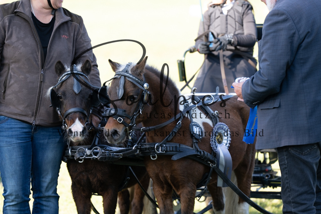A7V04421 | Pferdefotograf