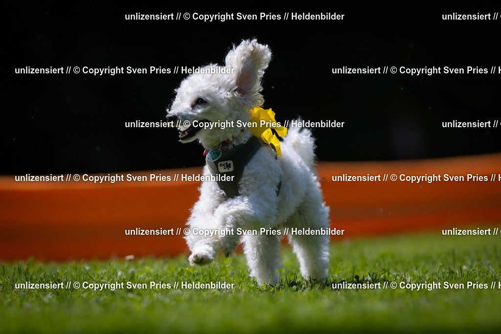 Sven Pries | 2025-08-10 - Hunderennen Durlach - Realisiert mit Pictrs.com