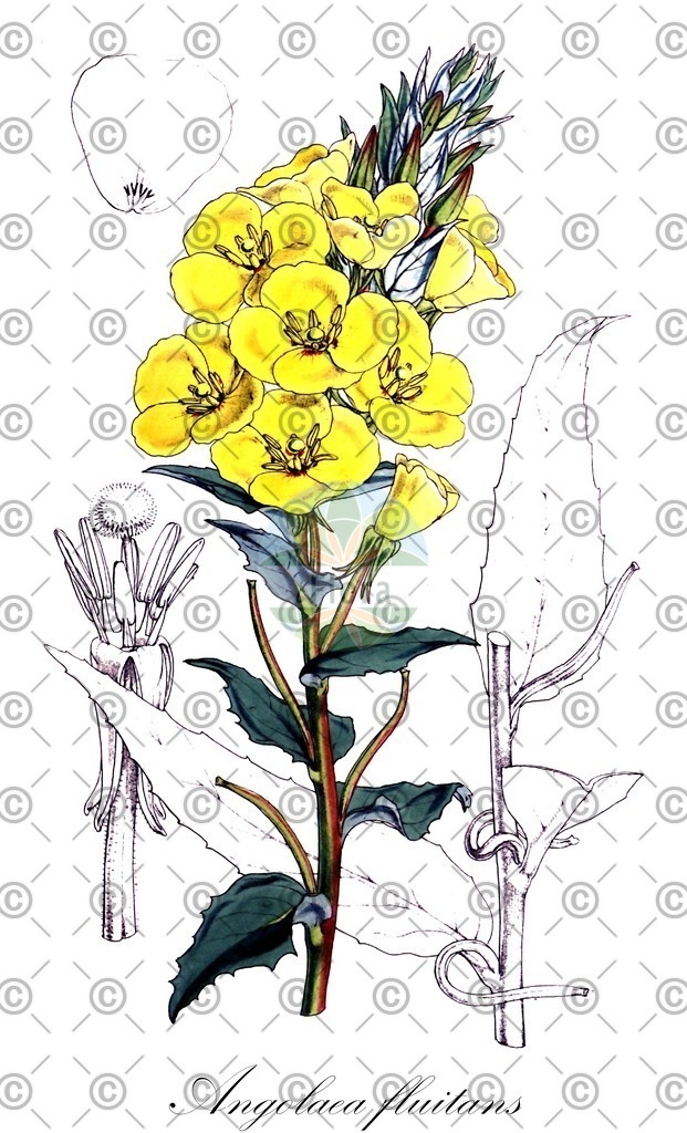 HistAbb_wfo-0000536542_80_ENZY_Simple | Historische Abbildung von Angolaea fluitans - Podostemaceae | Historical Illustration of Angolaea fluitans - Podostemaceae