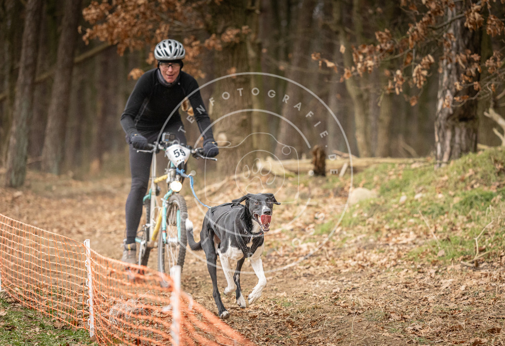 Pfotenfotografie_DV3A2994 | Hundefotografie, Tierfotograf, Pfotenfotografie, Fotoshooting Hund, Hunde Portrait, Hundesport, Hundeportraits, Heideshooting, Hunde, Sportfotograf, Hundefotograf, Turnierhundsport, THS,  - Realisiert mit Pictrs.com