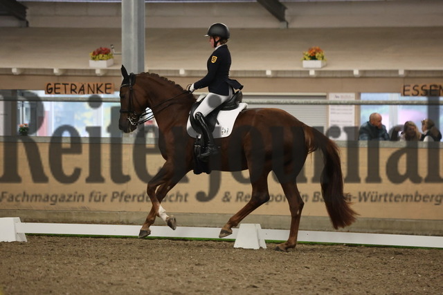 Waghäusel-Wiesental_2024_Prfg.Nr.08_1.WP_U25_Clara Kohoutek_Belinda FRH (9) | Alle Fotos der Reiterjournal Fotografin Doris Matthaes im Reiterjournal Online-Fotoshop. - Realisiert mit Pictrs.com