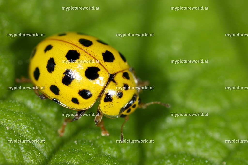 Psyllobora vigintiduopunctata-001 | Das Bilderarchiv über Tiere, Planzen und Landschaften. In der Bilddatenbank finden Sie ein große Auswahl an hochwertigen Bilder für Ihre Werbung - Realisiert mit Pictrs.com