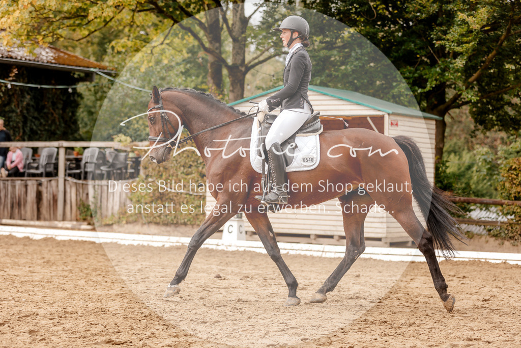 3I6A7845 | Stimmungsvolle Portraits und Reitsportfotografie im Ruhrgebiet und im Münsterland.

Pferdefotografie, Hundefotografie, Tierfotografie, Reportagen, Portraits von Tier und Mensch, Turnierfotografie in Bochum, Recklinghausen, Marl, Haltern am See, Dülmen.. - Realisiert mit Pictrs.com