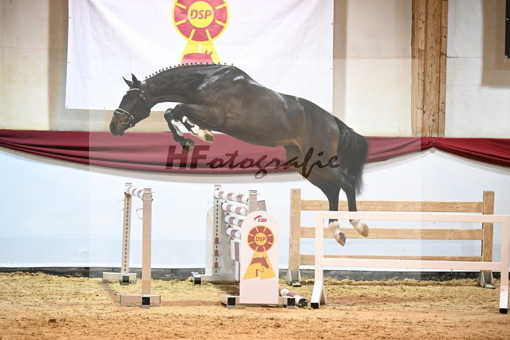 Kat-Nr. 18 Coeur de Bella Donna x Contendro I_Gestuet Greim_47241214 | hf-fotografie - Realizzato con Pictrs.com