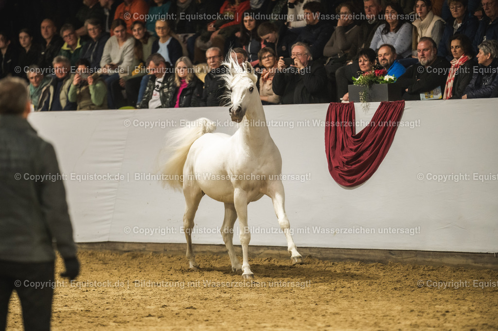20240302_Hengstvorstellung_Marbach_TOMsPiC_1131 | equistock