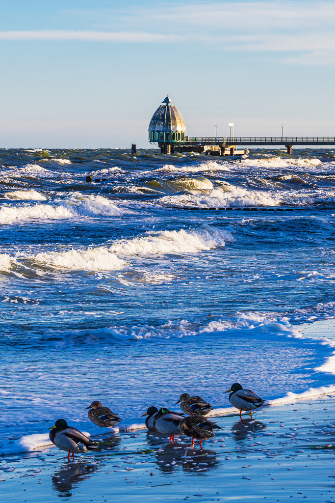 Ente und Seebrücke an der Ostseeküste bei Zingst auf dem Fischland-Darß | Ente und Seebrücke an der Ostseeküste bei Zingst auf dem Fischland-Darß.