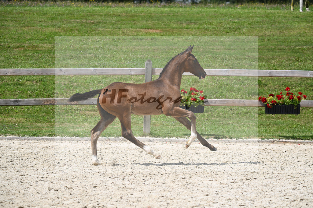 Fuerst Grandios x Don Diamond_HF_Mayer_29240436 | hf-fotografie - Realisiert mit Pictrs.com