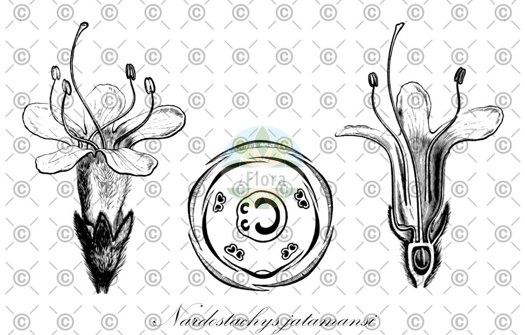 HistAbb_EMP_140374_SRC_Schlechtendal_FLORAD_SIMPLE | Historische Abbildung von Nardostachys jatamansi - Caprifoliaceae | Historical Illustration of Nardostachys jatamansi - Caprifoliaceae