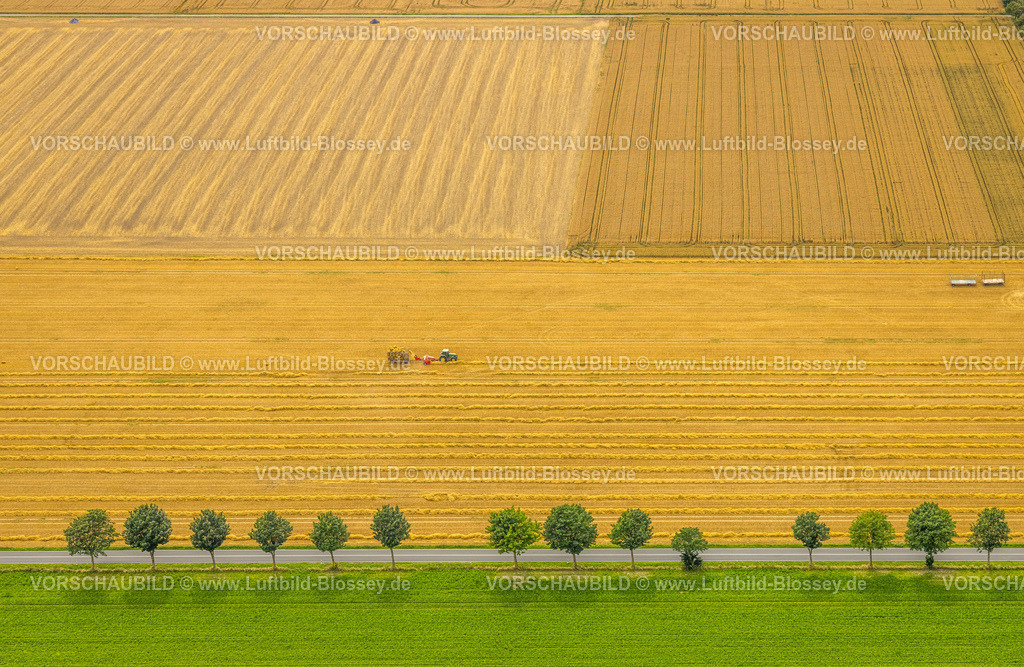 Warstein240713918Oberbergheim | Luftbild, Baumallee am Gewerbegebiet Kalkofen beim Ortsteil Westendorf und Feldarbeit mit Traktor, gelbe landwirtschaftliche Felder, Formen und Farben, Allagen, Warstein, Sauerland, Nordrhein-Westfalen, Deutschland