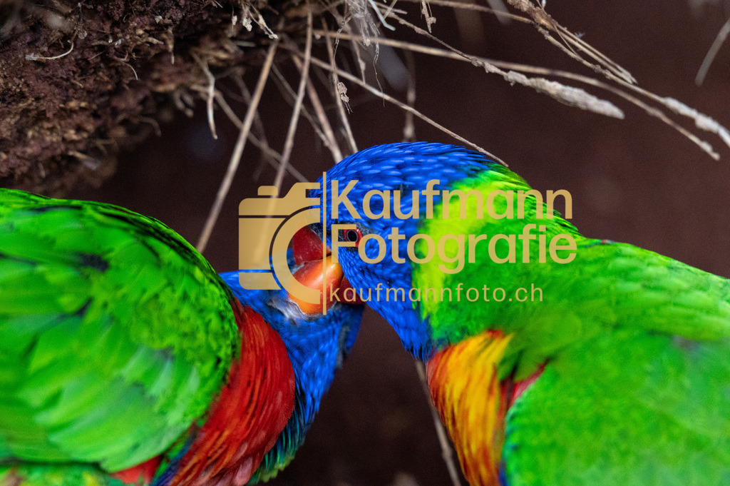 Jungle_Park_def-5340 | kaufmannfoto - Realisiert mit Pictrs.com