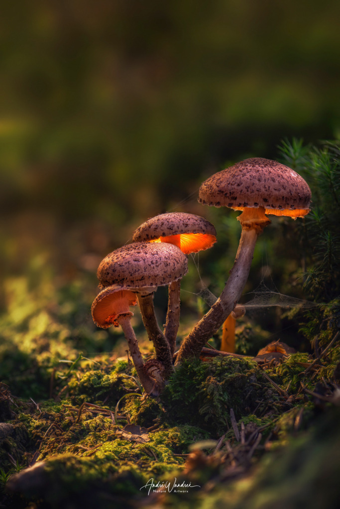 Leuchtpilz (3) | Andre Wandrei - Nature Artworx - Realisiert mit Pictrs.com