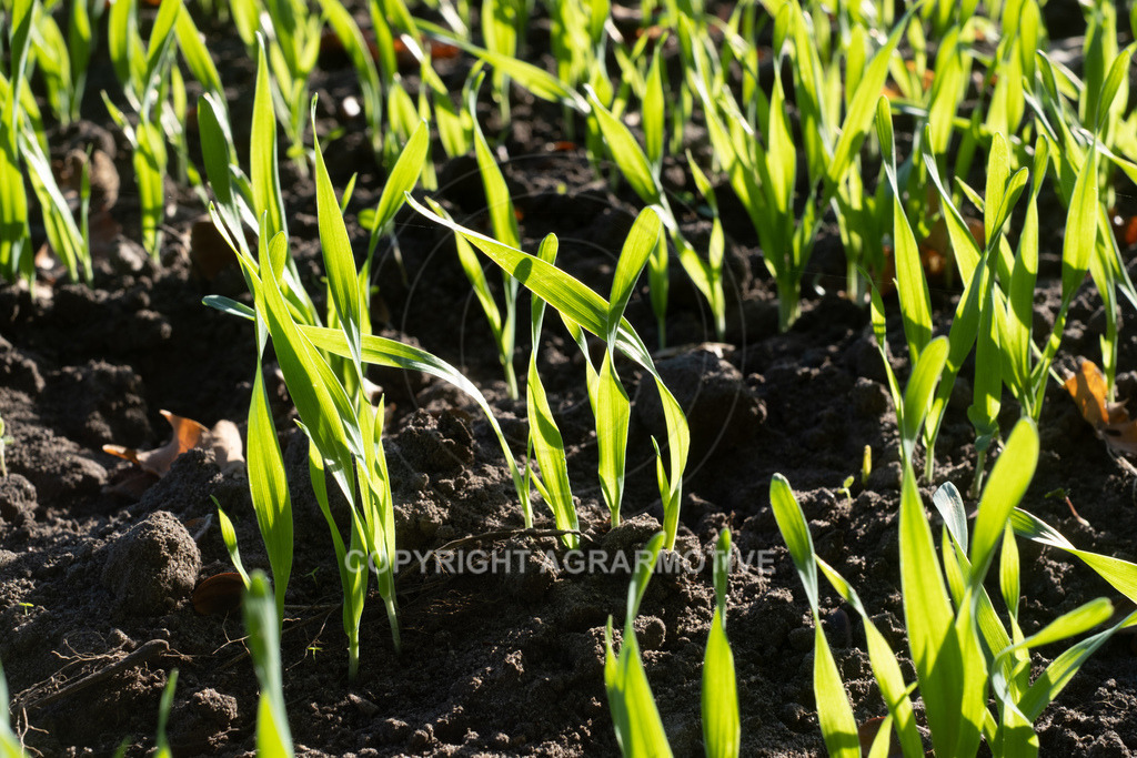 20221018-_DSF9415 | Heranwachsender Winterweizen im Herbst - Realisiert mit Pictrs.com