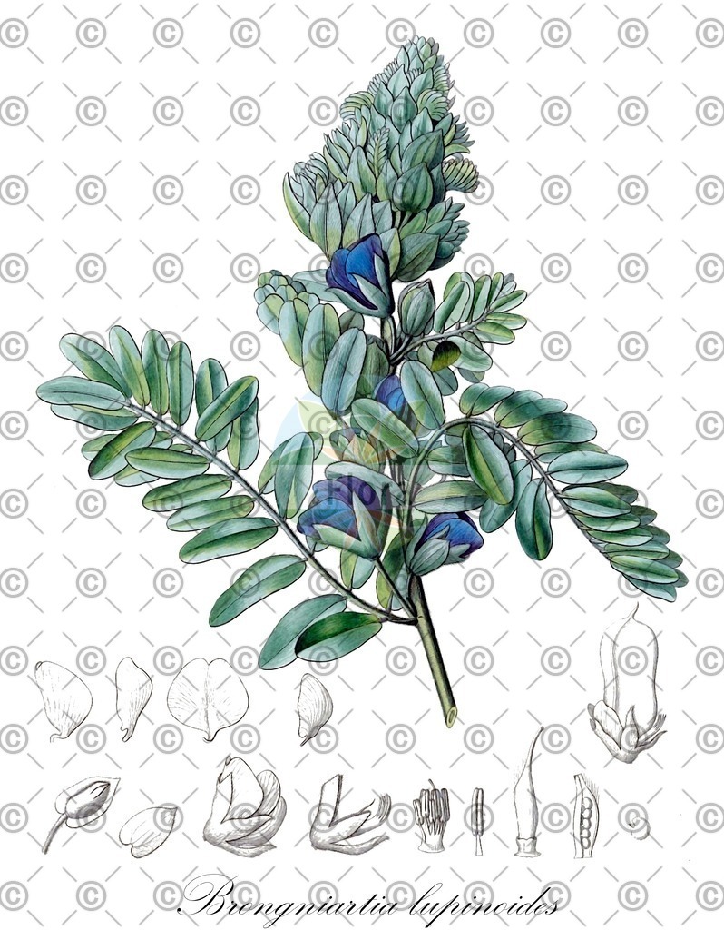 HistAbb_wfo-0000508592_1_ENZY_Simple | Historische Abbildung von Brongniartia lupinoides - Fabaceae | Historical Illustration of Brongniartia lupinoides - Fabaceae