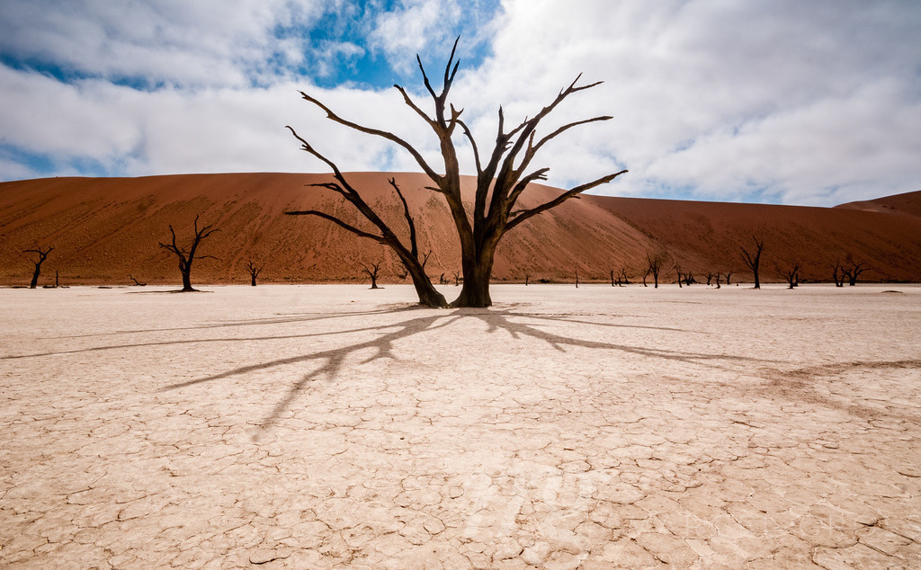death trees in the desert | death tree with shadow in Death Vlei in the dunes of the Namib Desert - Realisiert mit Pictrs.com