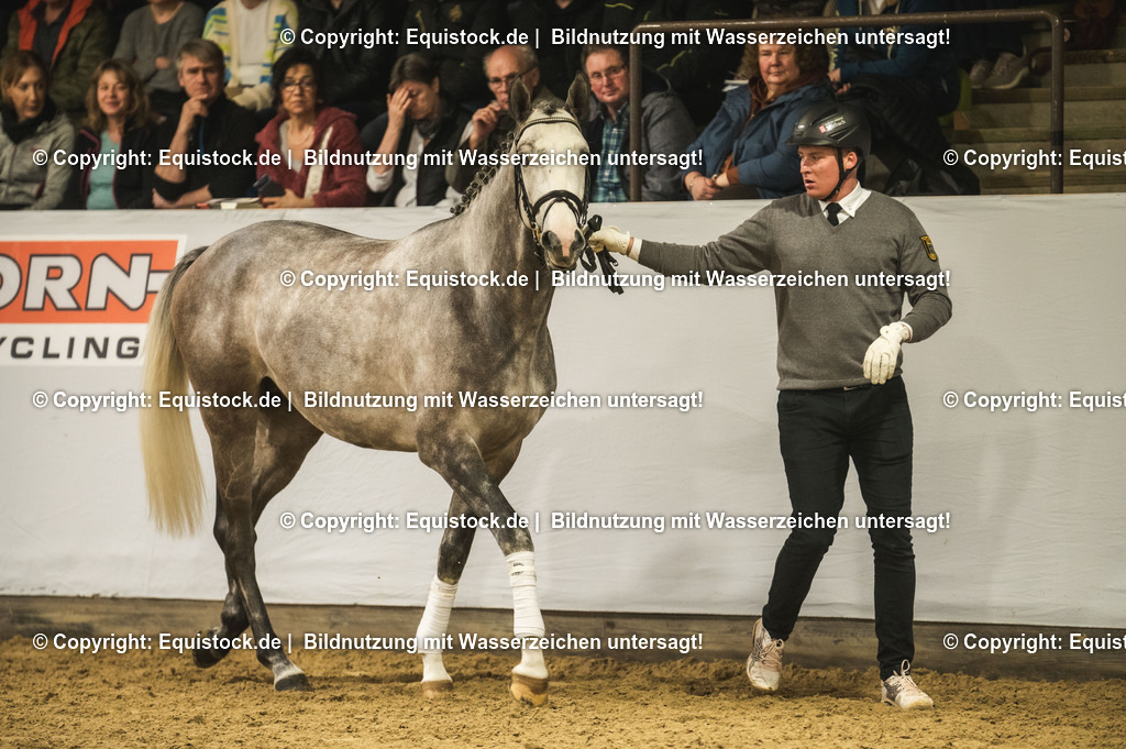 20240302_Hengstvorstellung_Marbach_TOMsPiC_0970-2 | equistock