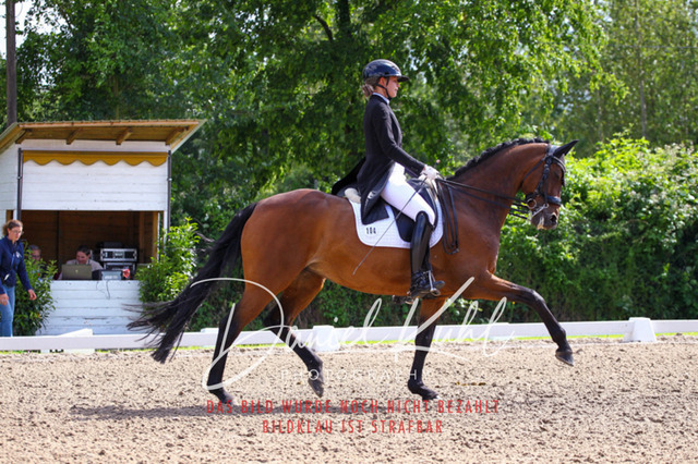 DKP41392 | Deine Turnierfotos vom Reitturnier online kaufen: Dressur, Springen & Siegerehrung. Professionelle Pferdefotografie aus dem Rheinland – als Download & Print.Alternative: Turnierfotograf für den Pferdesport: Finde deine Fotos von Dressur- und Springturnier