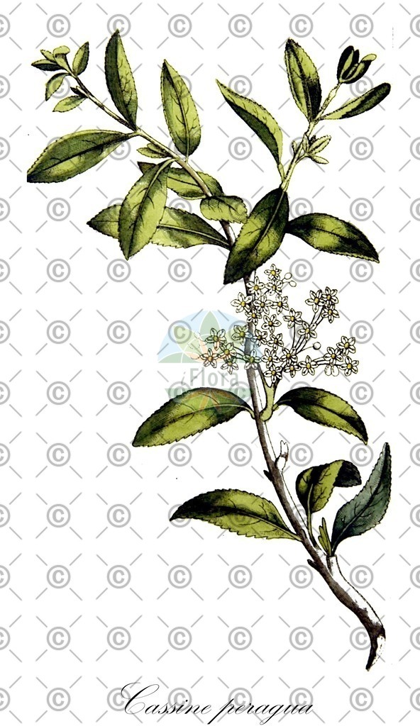 HistAbb_wfo-0000589545_1_ENZY_Simple | Historische Abbildung von Cassine peragua - Celastraceae | Historical Illustration of Cassine peragua - Celastraceae
