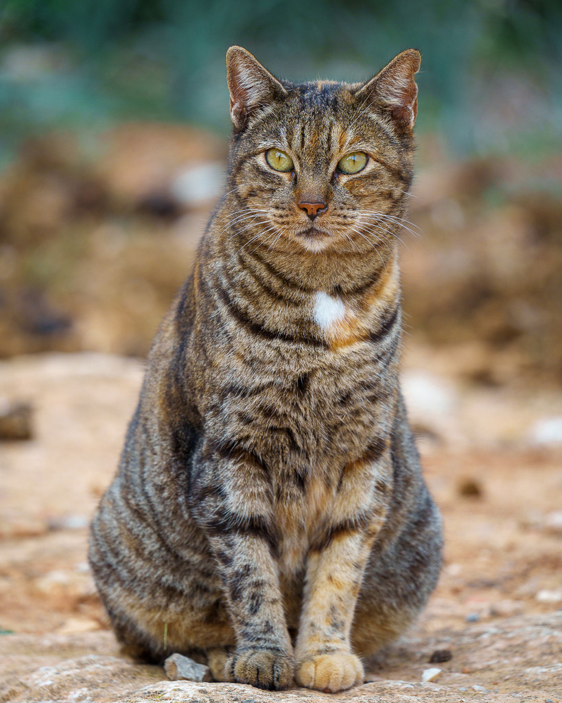 allesWIRTHgut Tierfotografie - 7IV09249 | Professionelle Tierfotografie in Mönchengladbach von Daniel Wirth (allesWIRTHgut). Liebevolle & natürliche Bilder von Hunden & Katzen für unvergessliche Erinnerungen.