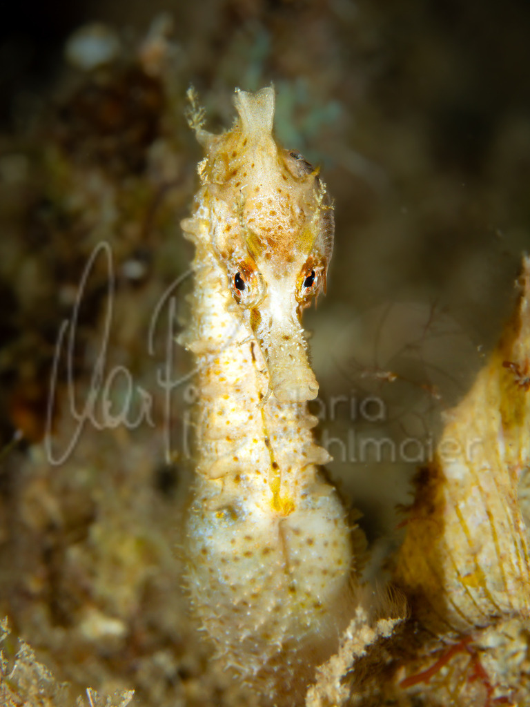 hippocampus hippocampus | "Markus" Kurzschnäuziges Seepferdchen / caballito de mar / seahorse / hippocampe - Realisiert mit Pictrs.com
