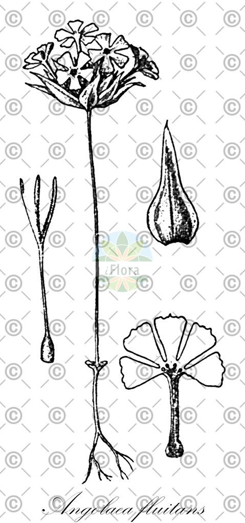 HistAbb_wfo-0000536542_198_ENZY_Simple | Historische Abbildung von Angolaea fluitans - Podostemaceae | Historical Illustration of Angolaea fluitans - Podostemaceae