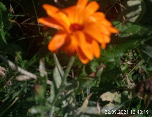 Ringelblume | Verkauf von Fotos und  Videoclips zumThema Natur.Motive sind Pflanzen, Tiere, Landschaftenund Wetter - Realisiert mit Pictrs.com