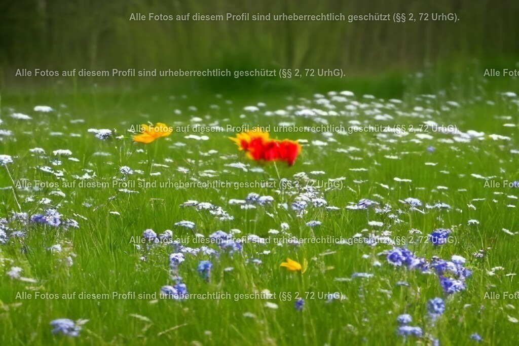 20240413103705_0C4A6577-01_2 | krollfotografie - Realisiert mit Pictrs.com