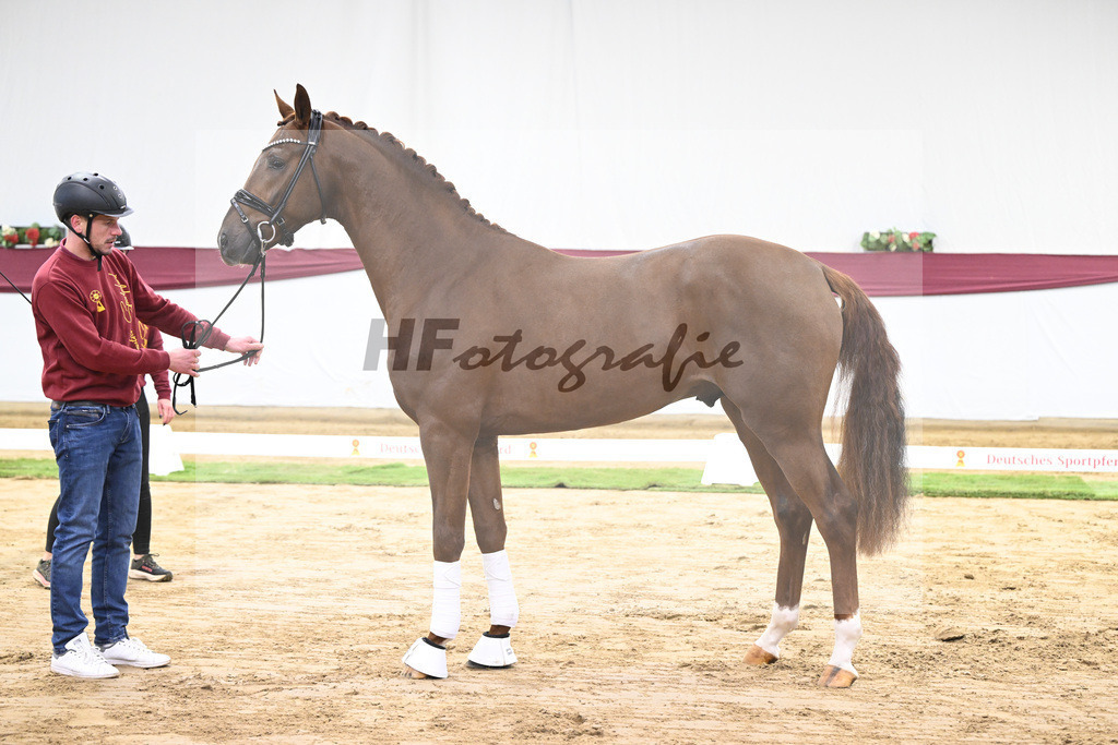 Kat-Nr. 49 Johnny Depp x San Amour I_MH Pferdezucht u. -sport GmbH_47251817 | hf-fotografie - Realisiert mit Pictrs.com