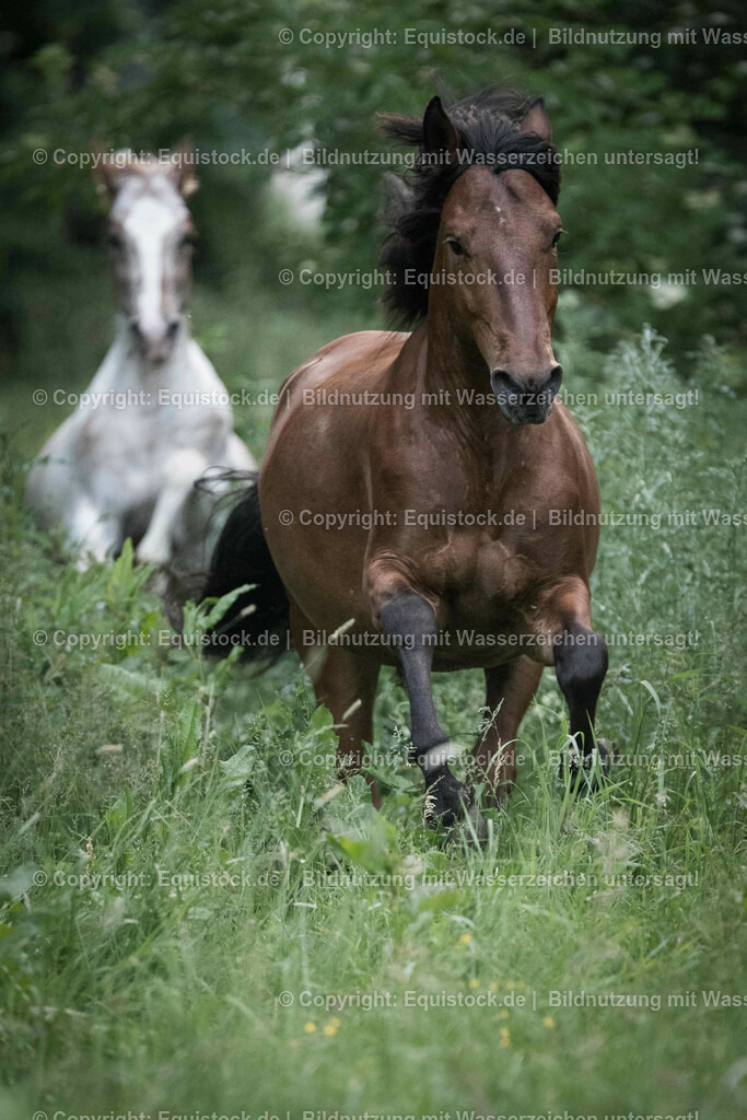 TS_20170602_Braunes_Pony_Freilauf_0004 | Foto: Thomas Hartig