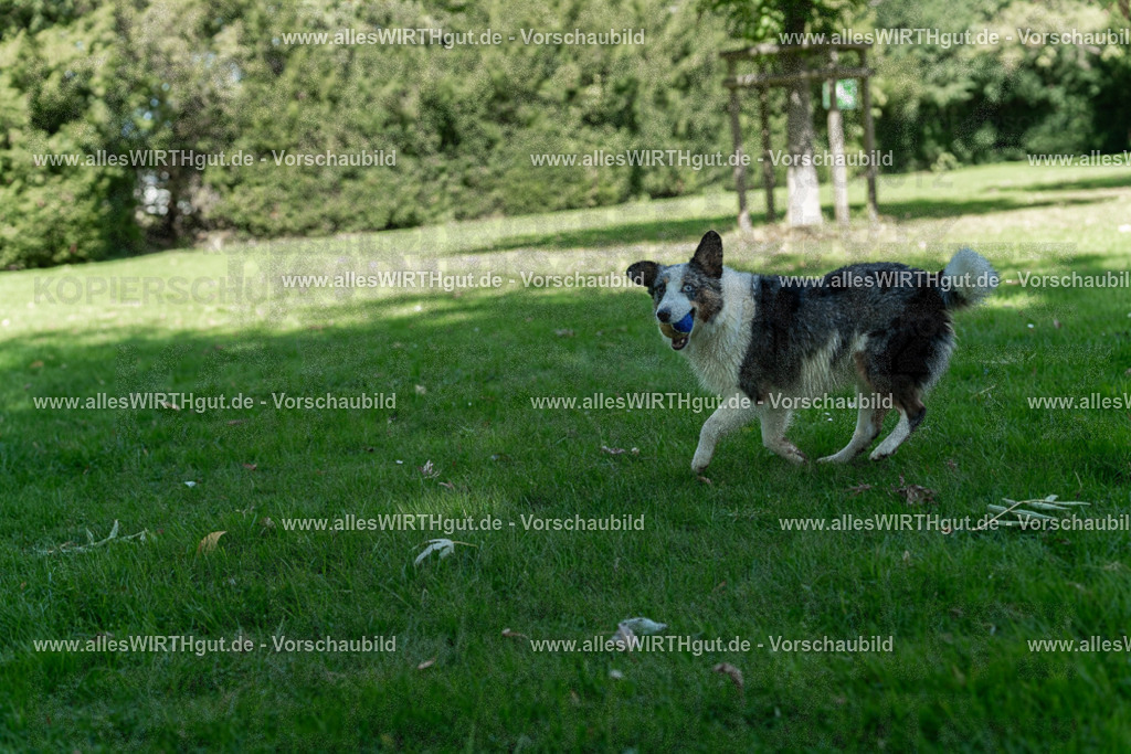 Hundeschwimmen_Volksbad_2026-allesWIRTHgut_Tierfotografie-2609061321-7R500656 | Professionelle Tierfotografie in Mönchengladbach von Daniel Wirth (allesWIRTHgut). Liebevolle & natürliche Bilder von Hunden & Katzen für unvergessliche Erinnerungen.