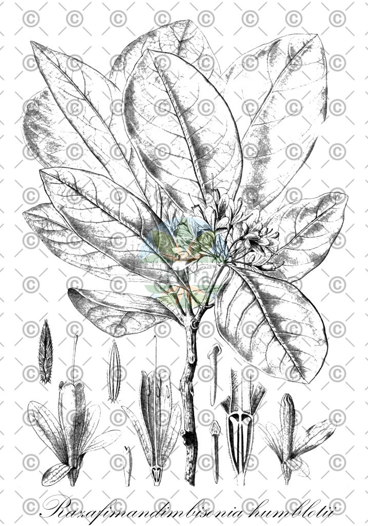HistAbb_wfo-0001198412_1_ENZY_Simple | Historische Abbildung von Razafimandimbisonia humblotii - Rubiaceae | Historical Illustration of Razafimandimbisonia humblotii - Rubiaceae