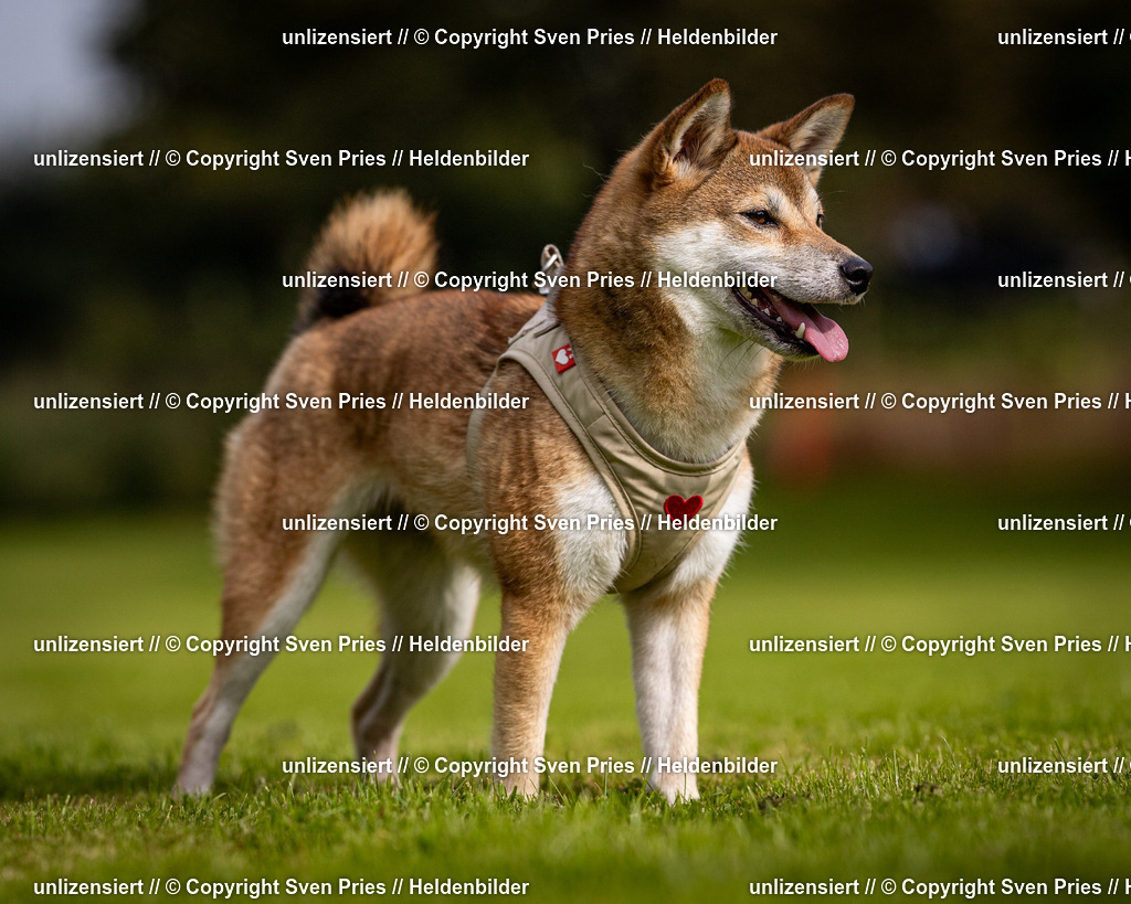 Sven Pries | 2024-09-22 - Hunderennen Baden-BadenPudelverein - Realisiert mit Pictrs.com