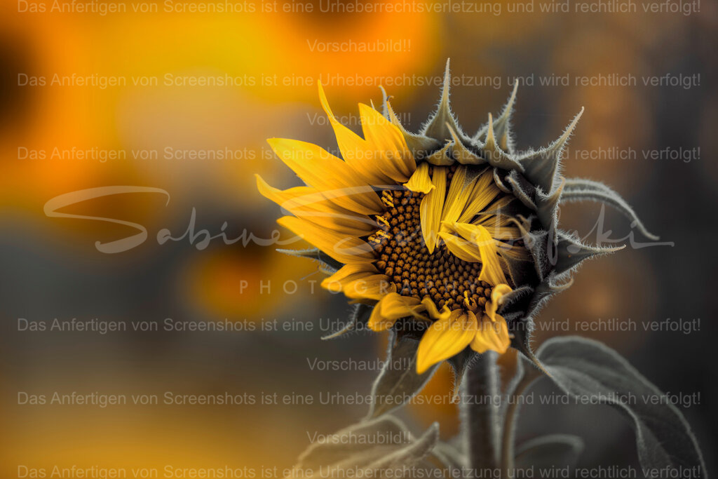 Sonnenblume_01.08.2026_DSCF6227 | Exklusive Naturfotografie für stilvolle Wanddekoration ★ Premium Wandbilder Made in Germany ✔️ FineArt Drucke & Downloads ✔️ Brillante Farben, höchste Qualität & weltweiter Versand ✔️ - Realisiert mit Pictrs.com