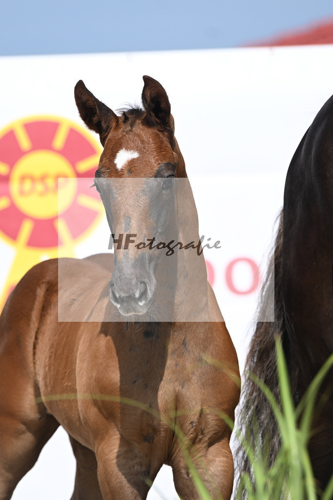 Zirocco Blue x Kannan_HF_Maier_12250149 | hf-fotografie - Realisiert mit Pictrs.com