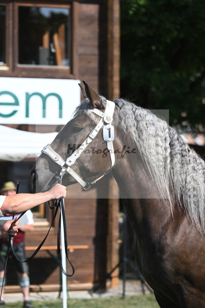 Kat-Nr. 1 Fiola_Schultheiss_20230001 | hf-fotografie - Realisiert mit Pictrs.com