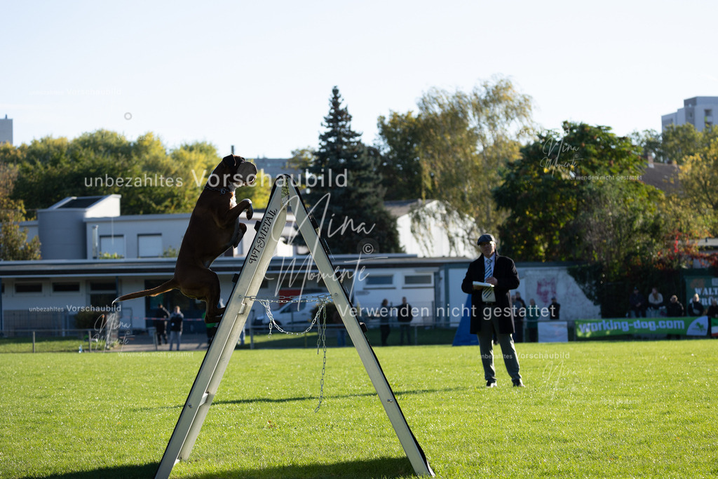 _16A4862 | Einzigartige Fotos von Hunden & Menschen –Actionfotos, Portraits, Vereinsaufnahmen & Paarshootings – authentisch, lebendig & mit Herz.
